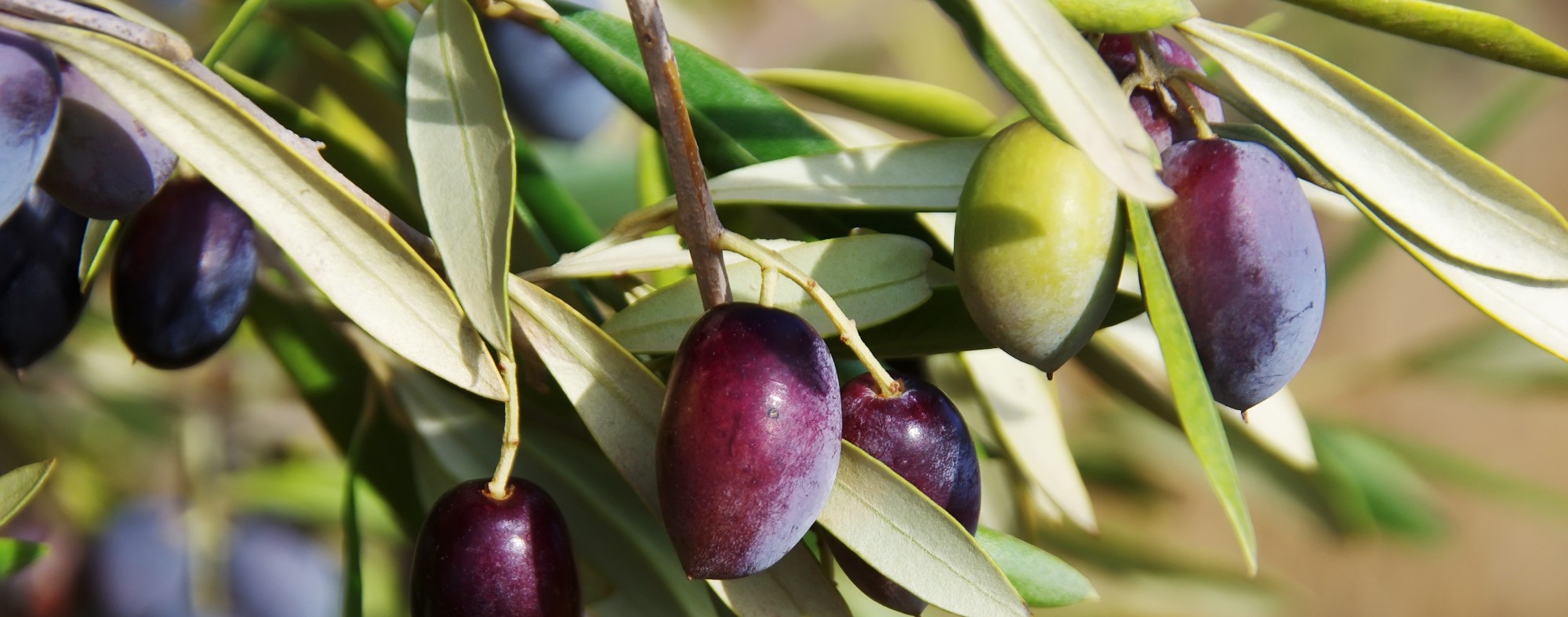 Oliveira